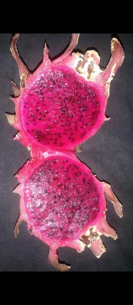 For first five  bulk order a pack of 5 Dragon Fruit free