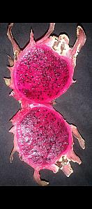 For first five  bulk order a pack of 5 Dragon Fruit free
