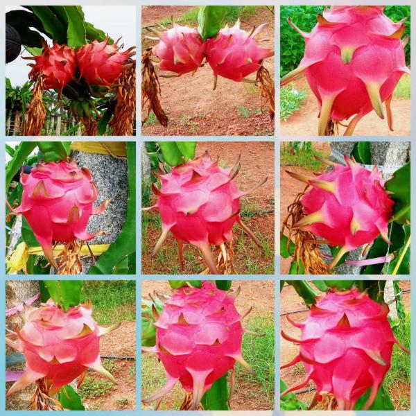 Pink Dragon Fruits