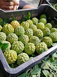 Custard Apple