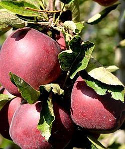 First come first serve