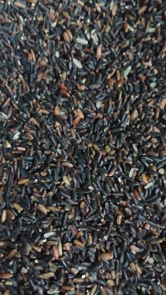 Black rice