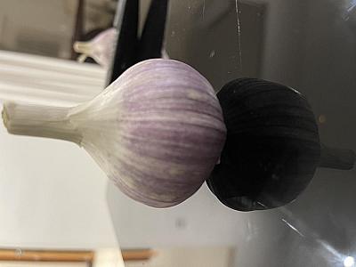 Egyptian Purple Garlic