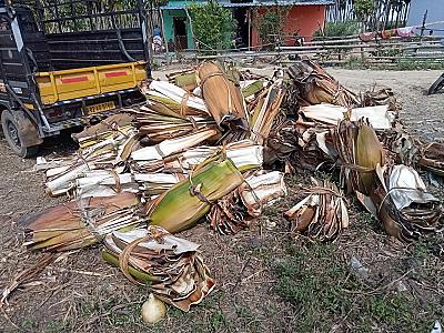 Areca Leaves (seasonal)