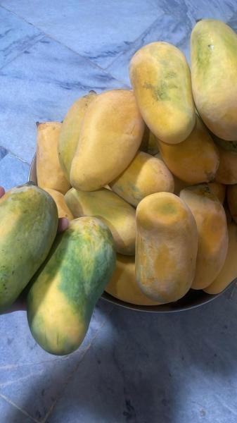 Mangoes