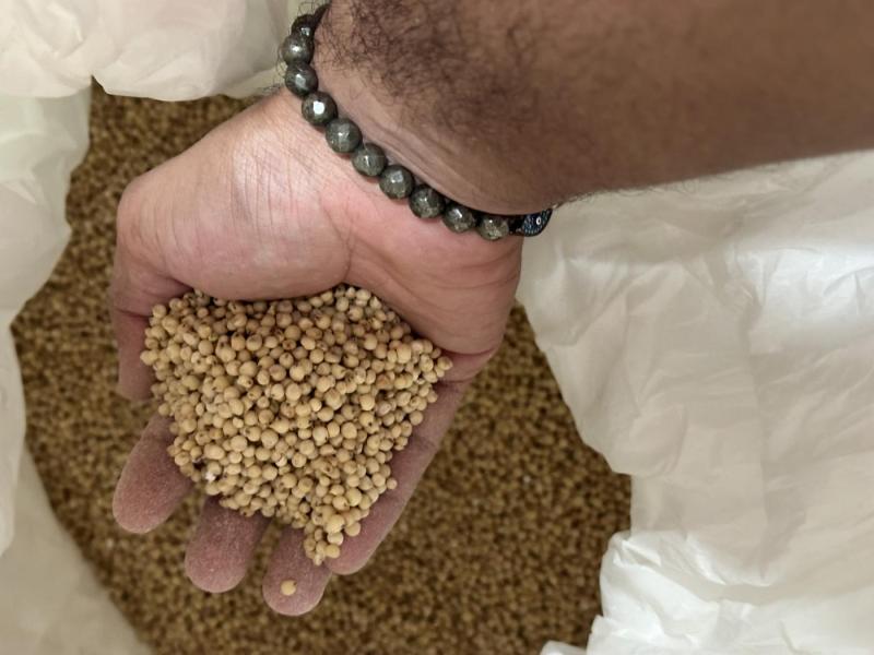 Jowar (best quality)