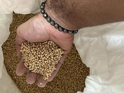 Jowar (best quality)