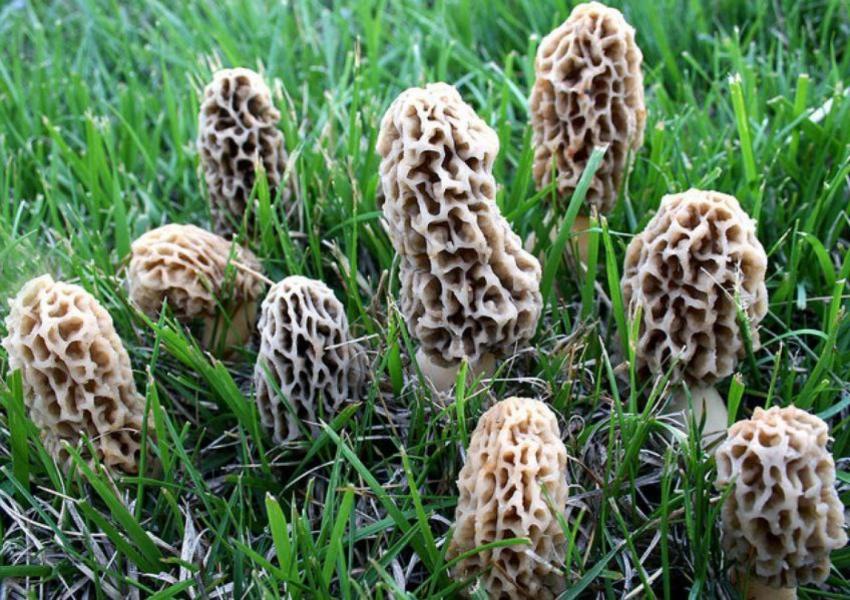 Himalayan morels