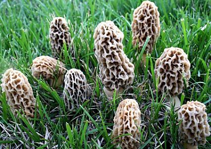 Himalayan morels
