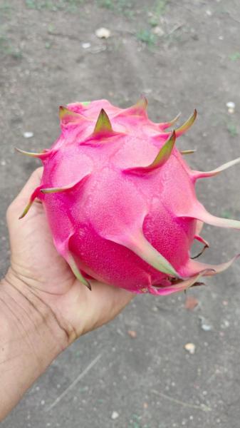 DRAGON FRUITS