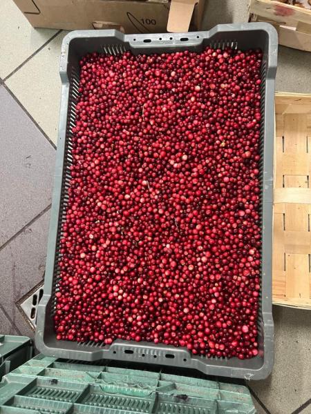 Cranberries 50-100 tons