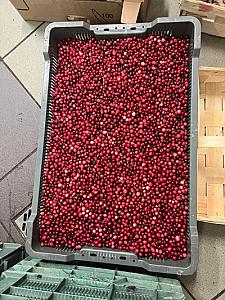 Cranberries 50-100 tons