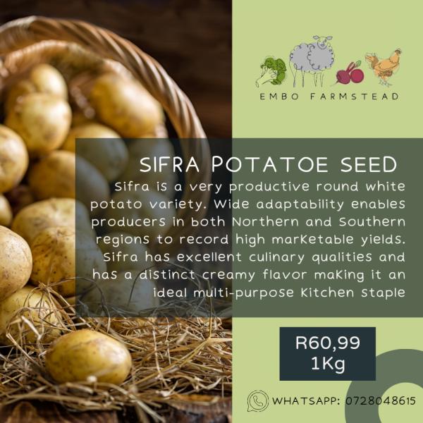 Sifra Potato Tubers