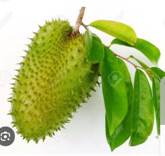 Soursop leaves and fruits