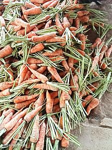 Carrots ( 2 tons per week)