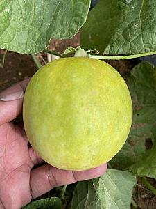 Sambar Cucumber