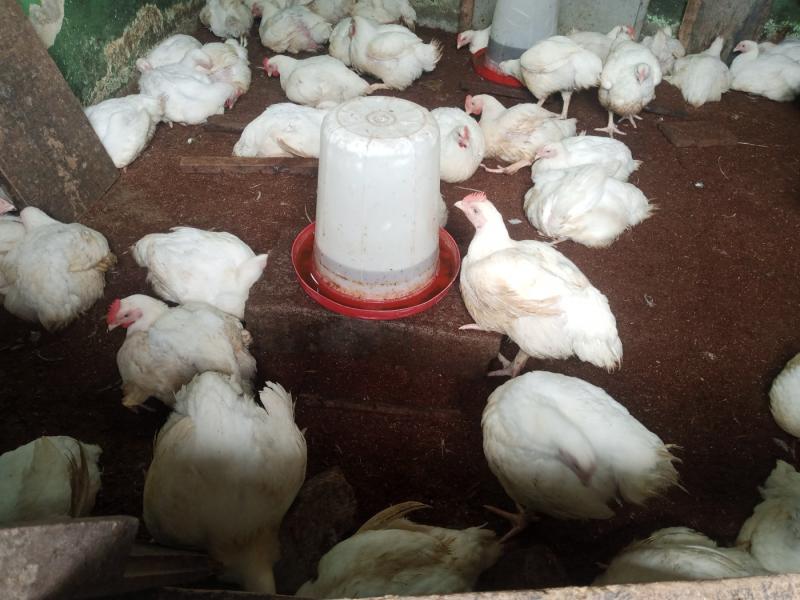 Chicken broilers