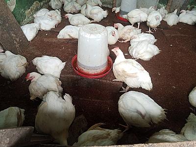 Chicken broilers