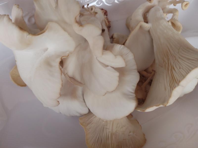 Mushrooms(all year round)