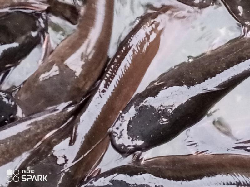 Life organic breed Table size catfish