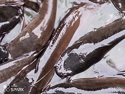 Life organic breed Table size catfish