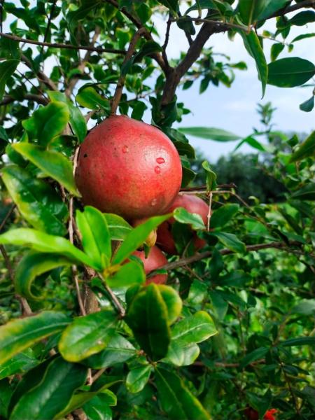 Pomegranate