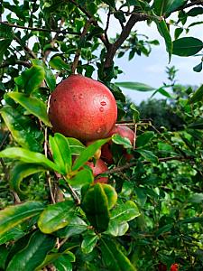 Pomegranate