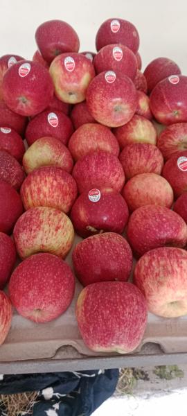 Apples 5 kg order per 500 free