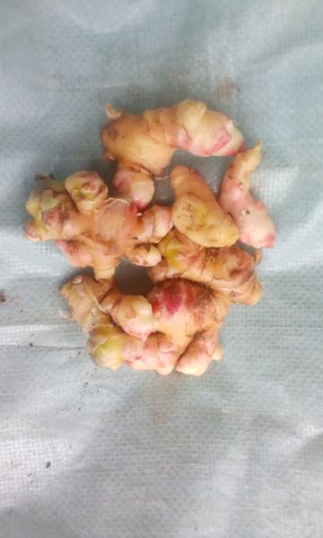 Green ginger