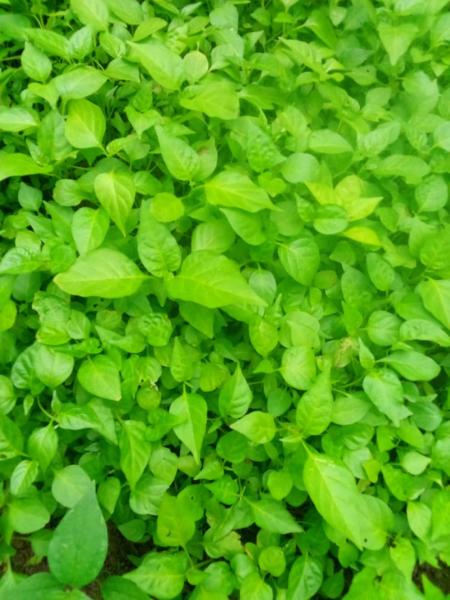 Scotch bonnet pepper, okoro