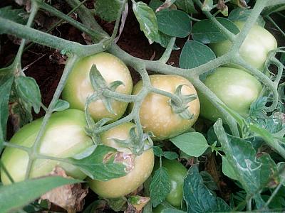Tomatoes(Seasonal)