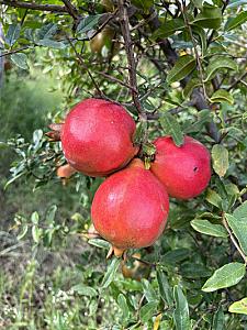 Pomogranate