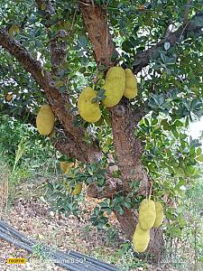 Jackfruit
