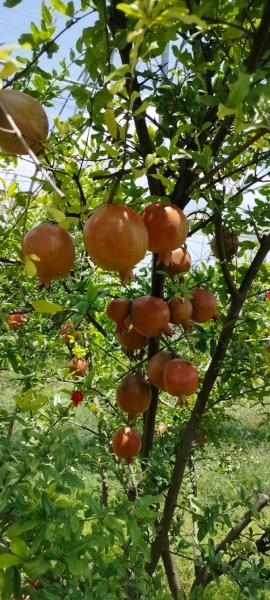 Pomegranate