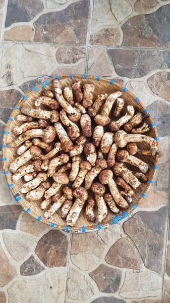 Avocados and Tricholoma Matsutake