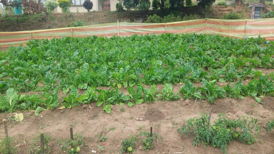 Spinach, tomatoes and cabbage