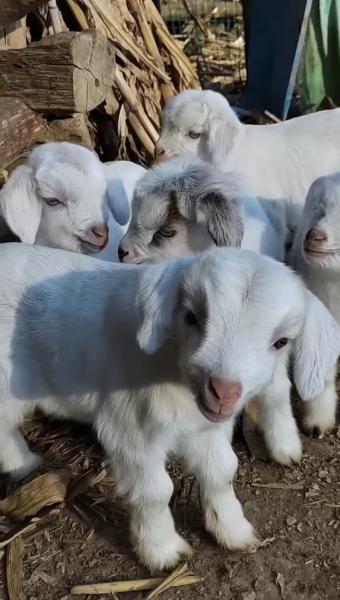 Pygamy goats