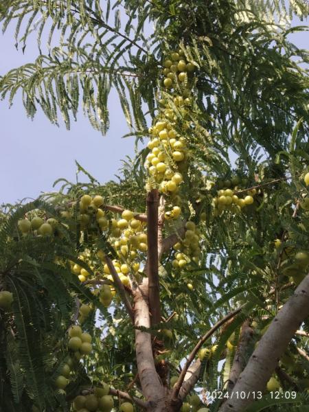 Amla