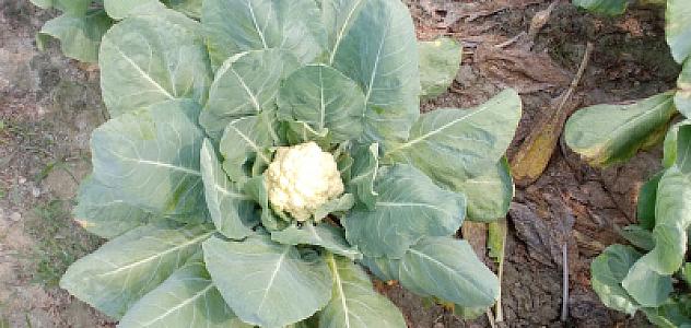 Cauliflower