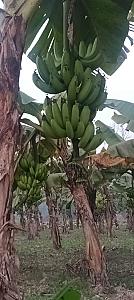Banana