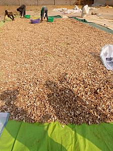 DRY GINGER A GRADE, GOOD PRICE