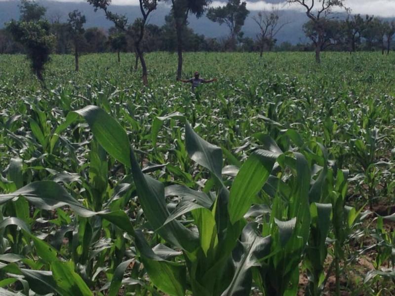 Biopower plus organic seaweed fertilizer