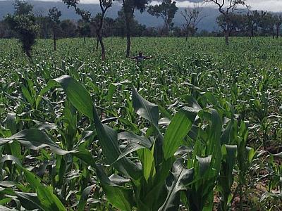 Biopower plus organic seaweed fertilizer