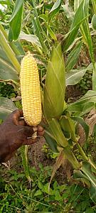 Maize