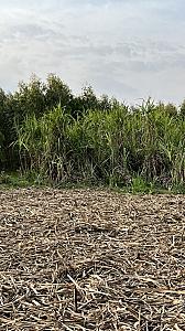 Sugarcane