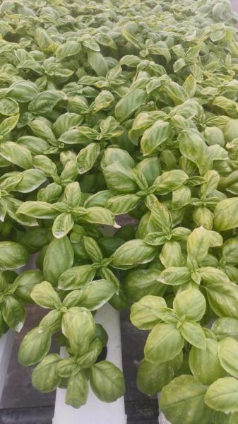 Delicious Italian Basil