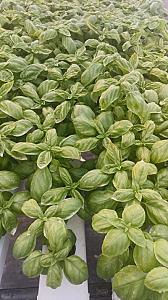 Delicious Italian Basil