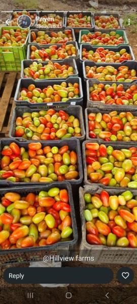 Fresh Jam tomatoesðŸ…