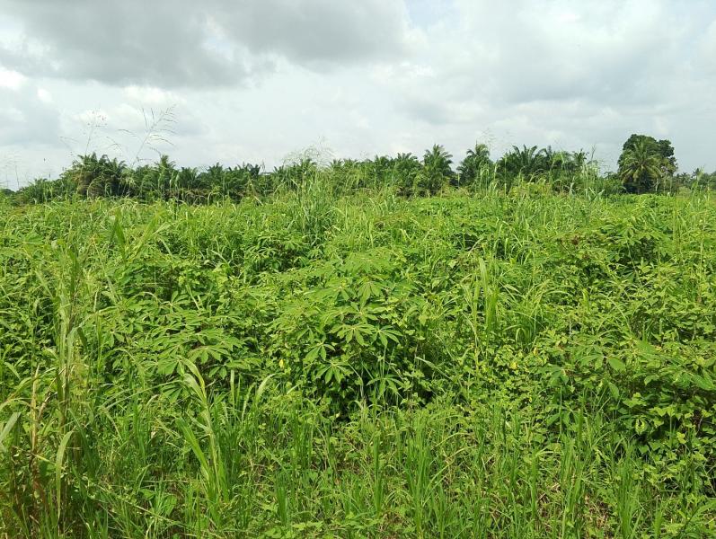 Cassava