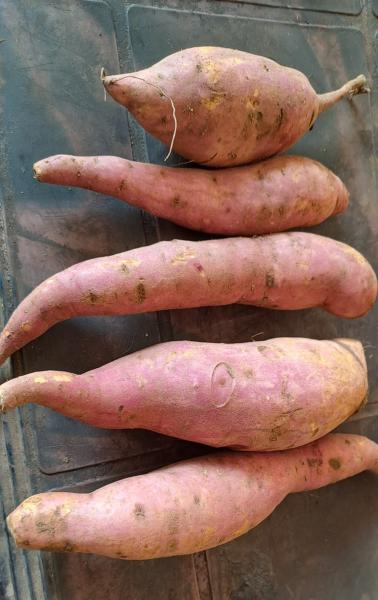 Sweet potatoes